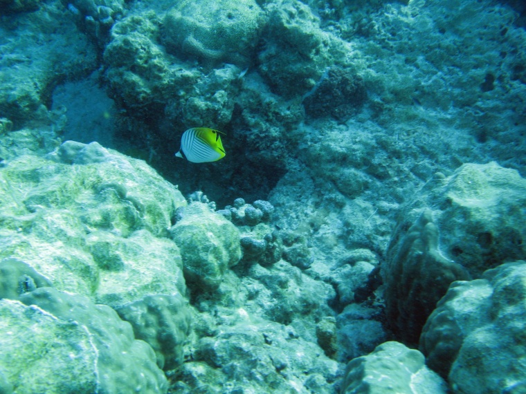 海洋生物 珊瑚 海底 海底世界 珊瑚礁 生物 小鱼 