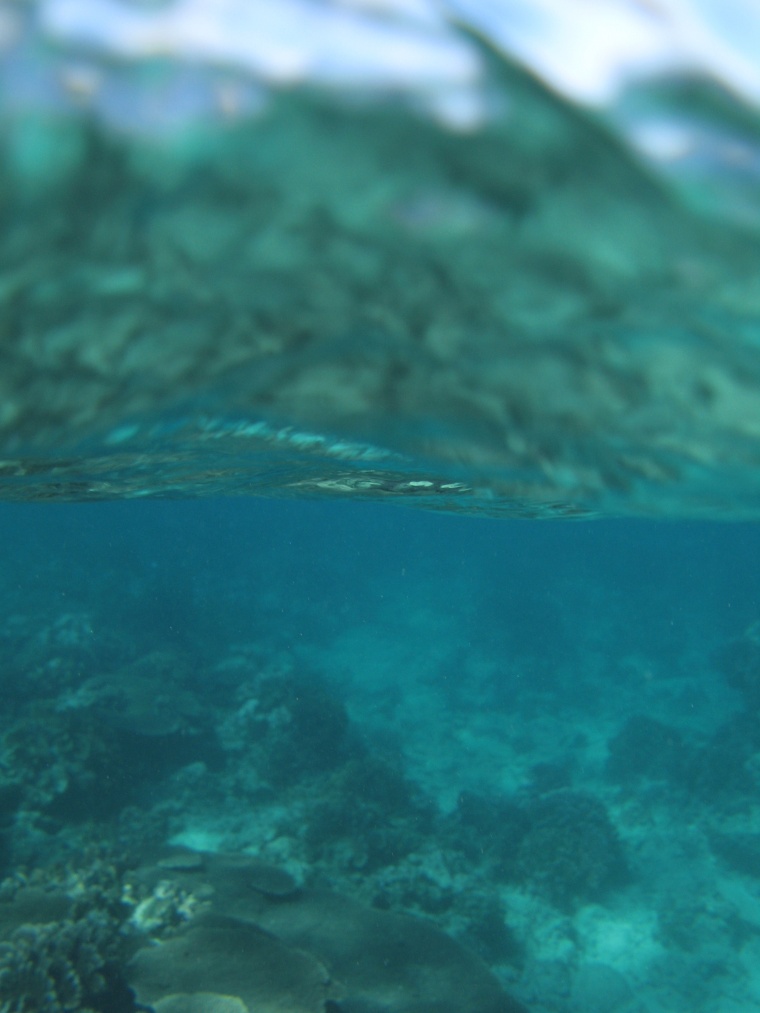 海洋生物 珊瑚 海底 海底世界 珊瑚礁 生物 