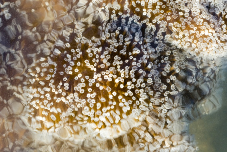 海洋生物 珊瑚 海底 海底世界 珊瑚礁 生物 