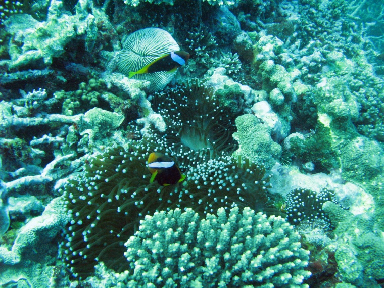 海洋生物 珊瑚 海底 海底世界 珊瑚礁 生物 小鱼 