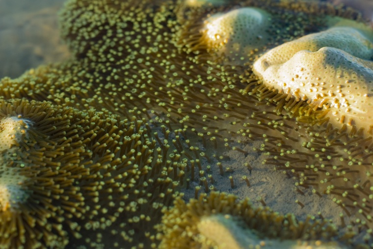 海洋生物 珊瑚 海底 海底世界 珊瑚礁 生物 