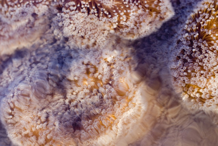 海洋生物 珊瑚 海底 海底世界 珊瑚礁 生物 