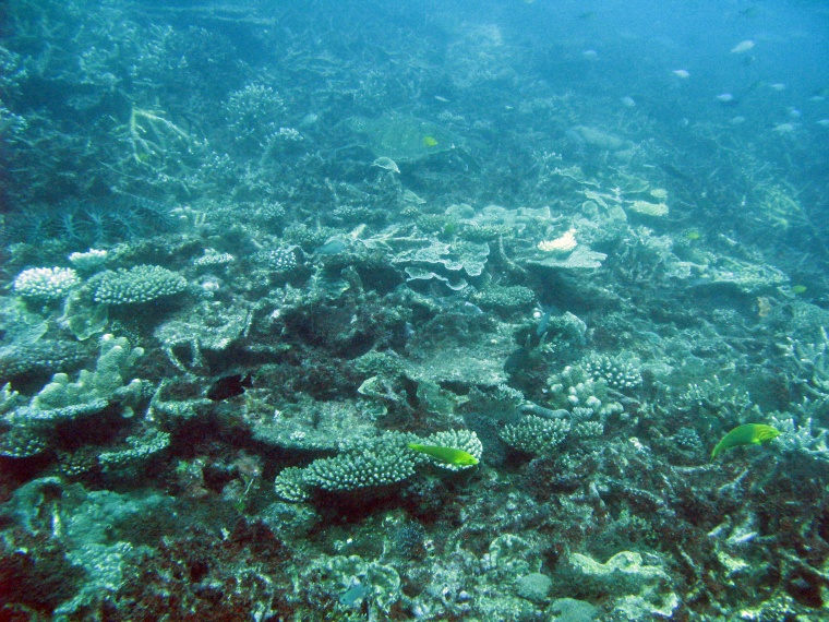 海洋生物 珊瑚 海底 海底世界 珊瑚礁 生物 小鱼 