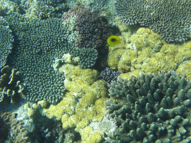 海洋生物 珊瑚 海底 海底世界 珊瑚礁 生物 