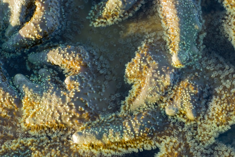 海洋生物 珊瑚 海底 海底世界 珊瑚礁 生物 