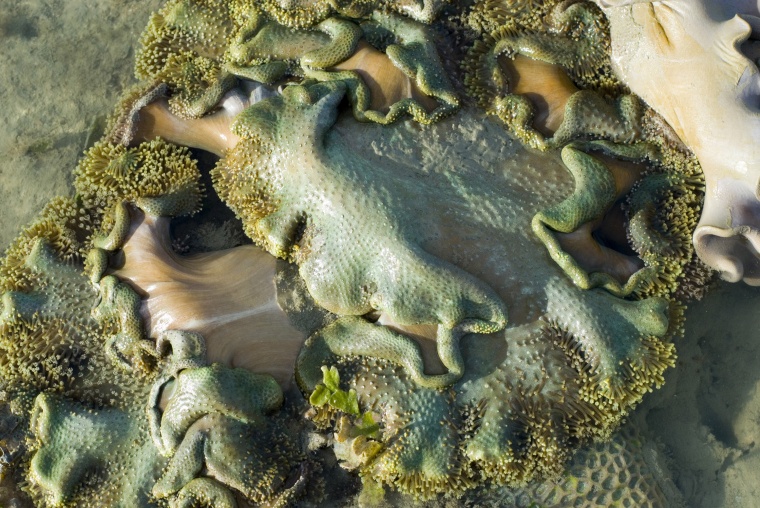 海洋生物 珊瑚 海底 海底世界 珊瑚礁 生物 