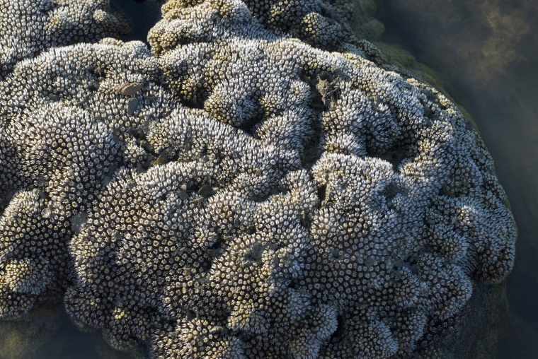 海洋生物 珊瑚 海底 海底世界 珊瑚礁 生物 