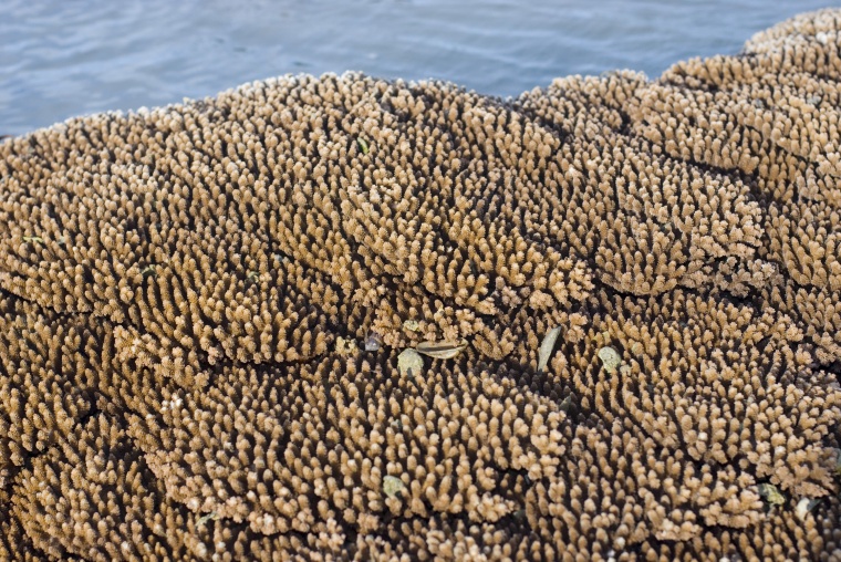 海洋生物 珊瑚 海底 海底世界 珊瑚礁 生物 