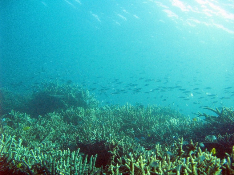 海洋生物 珊瑚 海底 海底世界 珊瑚礁 生物 小鱼 鱼群 