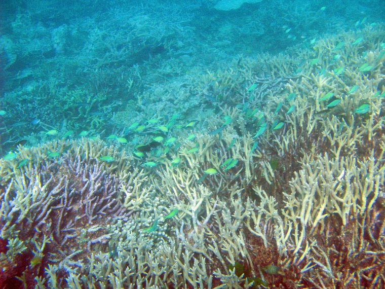 海洋生物 珊瑚 海底 海底世界 珊瑚礁 生物 小鱼 鱼群 