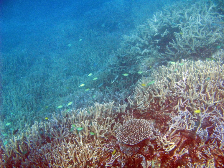 海洋生物 珊瑚 海底 海底世界 珊瑚礁 生物 小鱼 鱼群 
