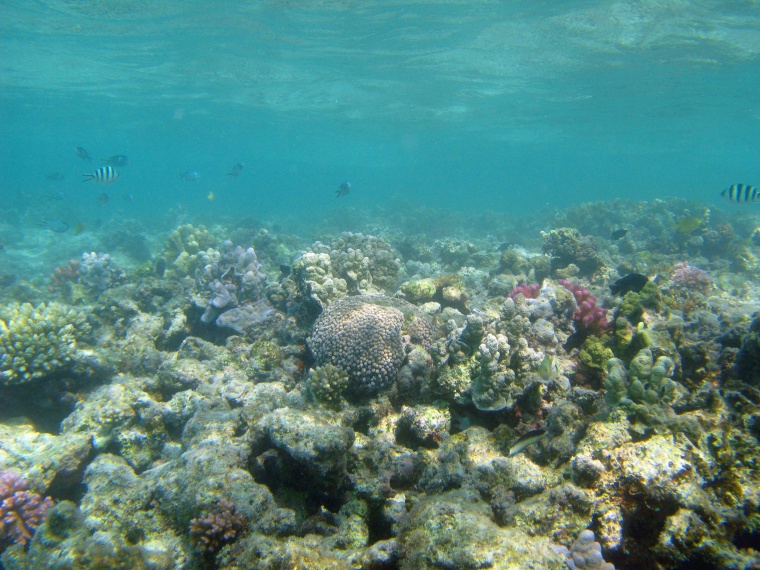 海洋生物 珊瑚 海底 海底世界 珊瑚礁 生物 小鱼 