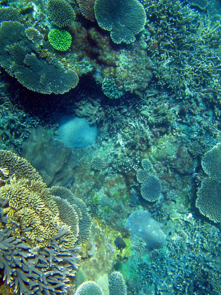 海洋生物 珊瑚 海底 海底世界 珊瑚礁 生物 