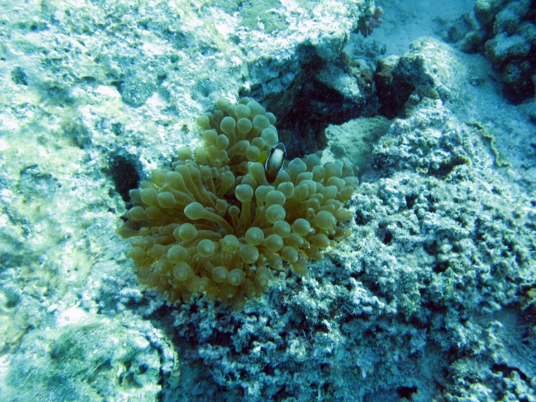 海洋生物 珊瑚 海底 海底世界 珊瑚礁 生物 