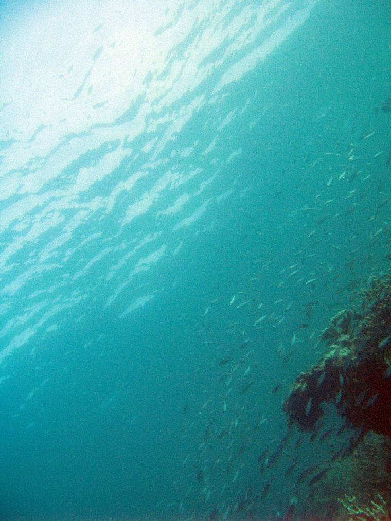 海洋生物 海底 海底世界 生物 小鱼 