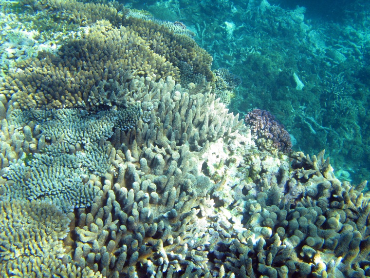 海洋生物 珊瑚 海底 海底世界 珊瑚礁 生物 小鱼 