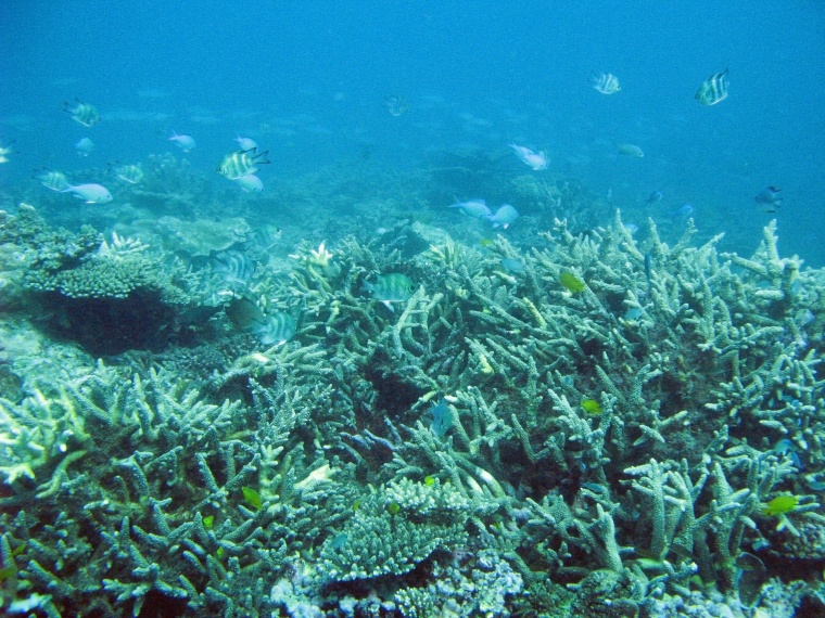 海洋生物 珊瑚 海底 海底世界 珊瑚礁 生物 小鱼 