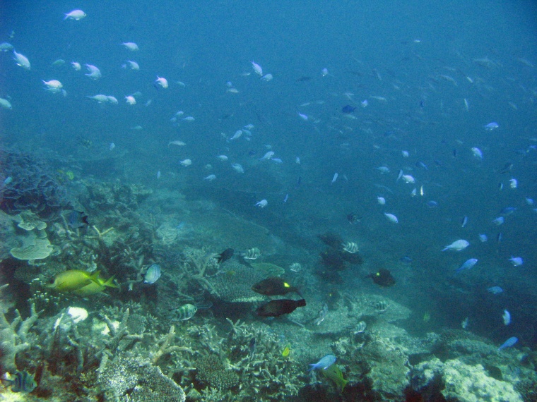 海洋生物 珊瑚 海底 海底世界 珊瑚礁 生物 小鱼 鱼群 