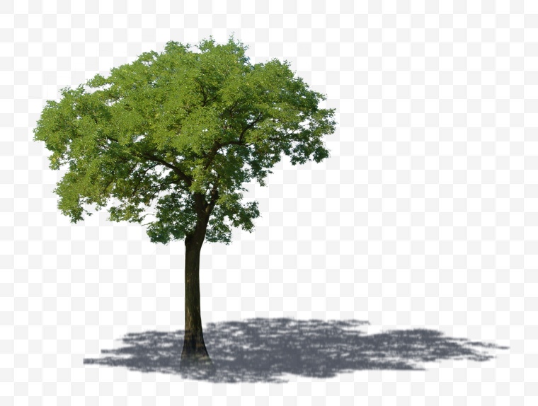 树 小树 树木 自然 绿色 生态 环保 