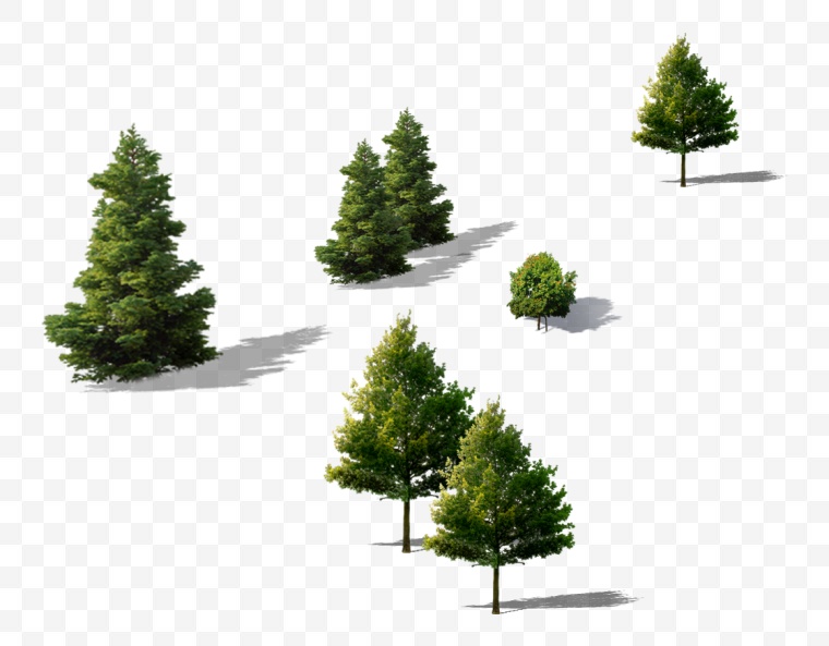 树 小树 树木 自然 绿色 生态 环保 