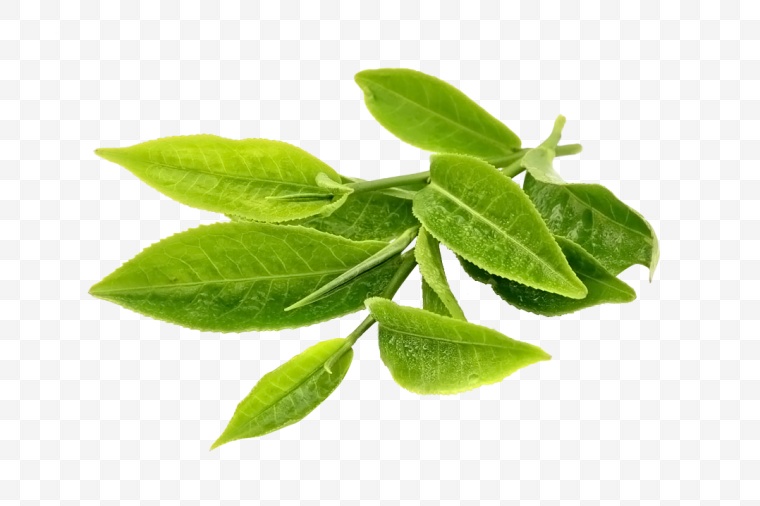 茶 绿茶 茶叶 叶子 绿叶 新鲜茶叶 