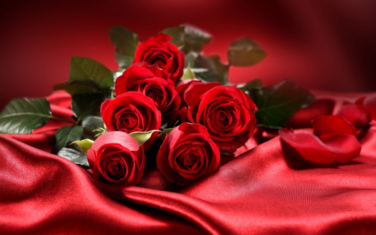 花 鲜花 红花 红色花朵 花朵 浪漫 玫瑰 玫瑰花 红玫瑰 自然 