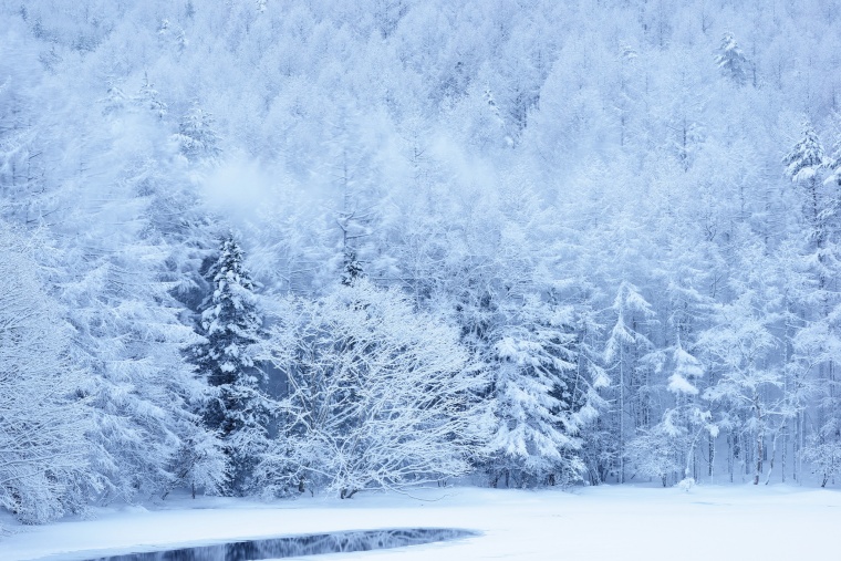 冬天 冬季 树 树林 雪景 下雪 雪 唯美 