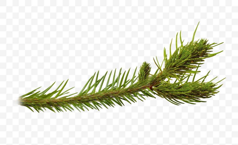 圣诞节装饰 绿植 松树 树枝 装饰 植物 自然 