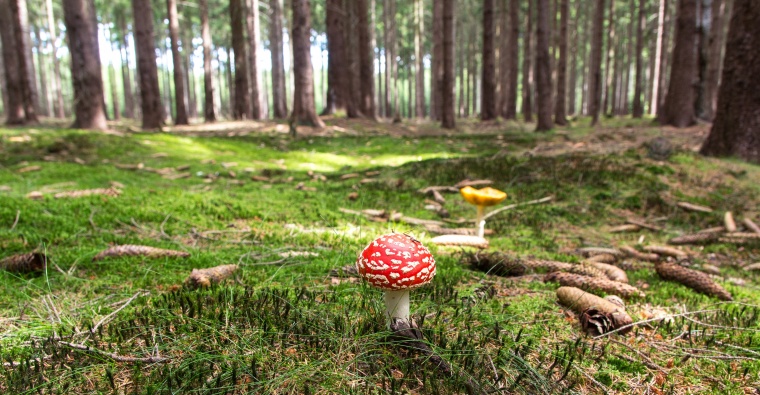 树林 树 自然 森林 蘑菇 毒蘑菇 风景 绿色 夏天 