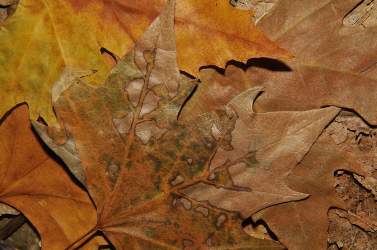 干枯的叶子 干枯树叶 干枯 干枯叶子 干枯纹理 枯叶纹理 枯叶 干枯底纹 