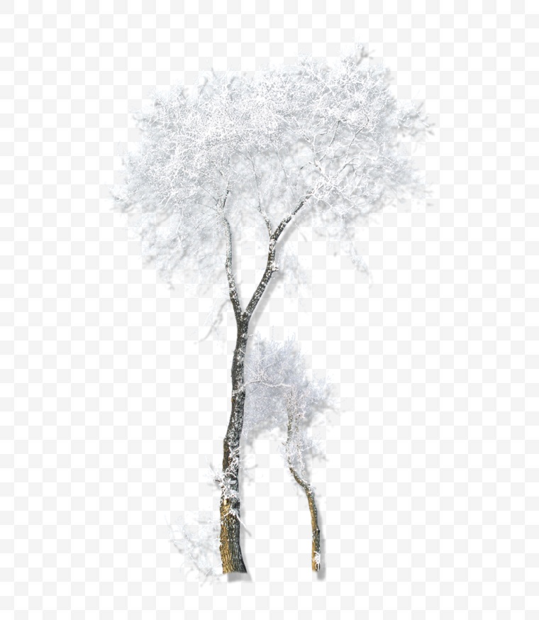 树枝 枝条 枯枝 树 冬天 冬季 下雪 雪 冬季树枝 