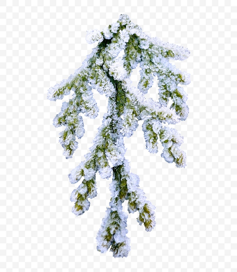 树枝 枝条 松树 冬天 冬季 下雪 雪 冬季树枝 