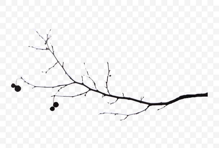 树枝 枝条 枯枝 冬天 冬季 下雪 雪 枯树枝 冬季树枝 