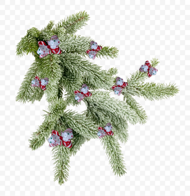 树枝 枝条 松树 冬天 冬季 下雪 雪 冬季树枝 圣诞节 装饰 