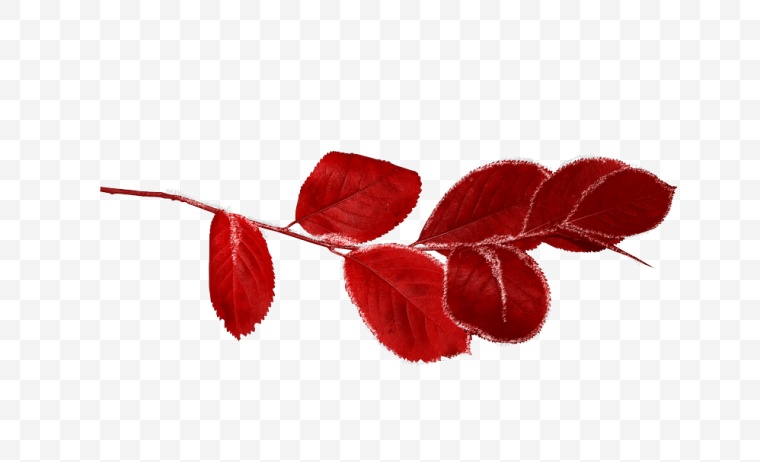 树叶 叶子 枯叶 落叶 红色树叶 唯美 自然 