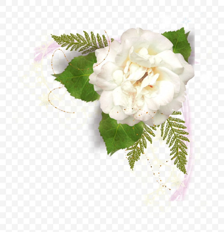 花 白色的花 花朵 唯美 浪漫 茶花 山茶花 节日装饰 