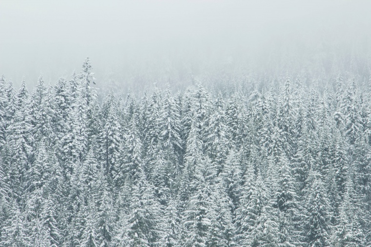 树林 树 森林 雪松 松树 冬天 冬季 自然 风景 