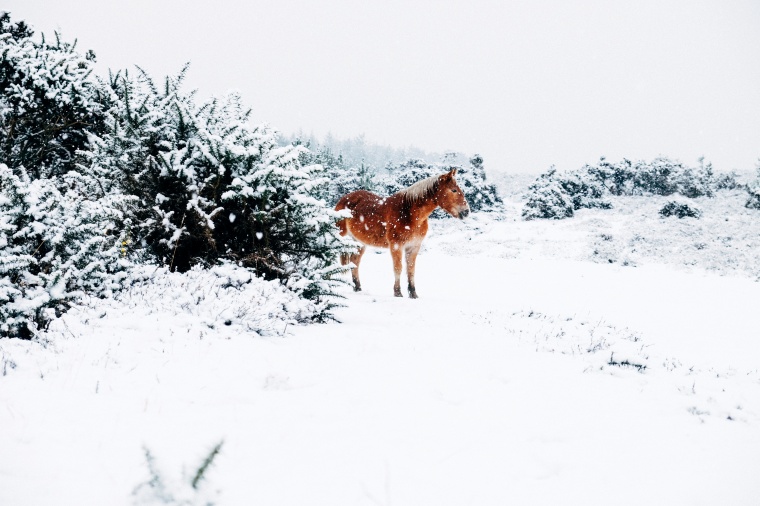 雪 雪花 下雪 雪景 马 动物 唯美 自然 冬天 冬季 