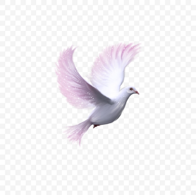 白鸽 鸽子 鸟 动物 和平 和平鸟 