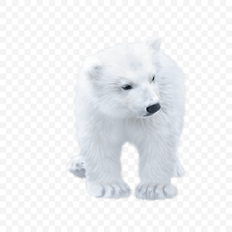 北极熊 熊 白熊 动物 可爱动物 寒冷 北极 