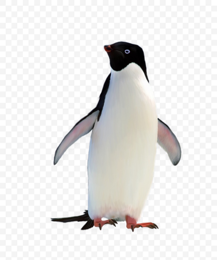 企鹅 动物 可爱动物 北极 南极 极地动物 