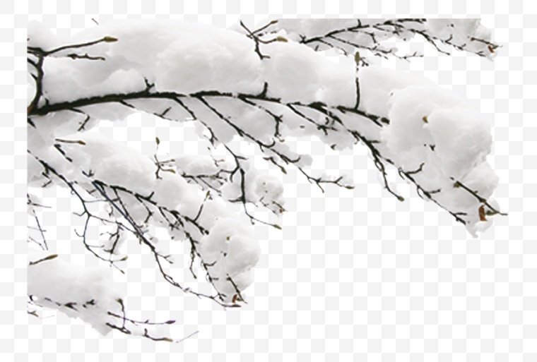 冬天树枝 冬天 树枝 积雪 积雪树枝 树枝积雪 冬季 寒冬 雪 