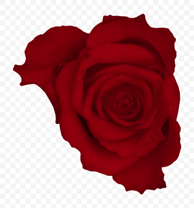 花 红花 花朵 唯美 浪漫 玫瑰 节日装饰 
