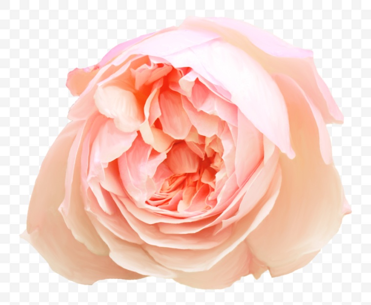 花 鲜花 粉花 粉色 玫瑰花 玫瑰 花朵 花瓣 唯美 自然 