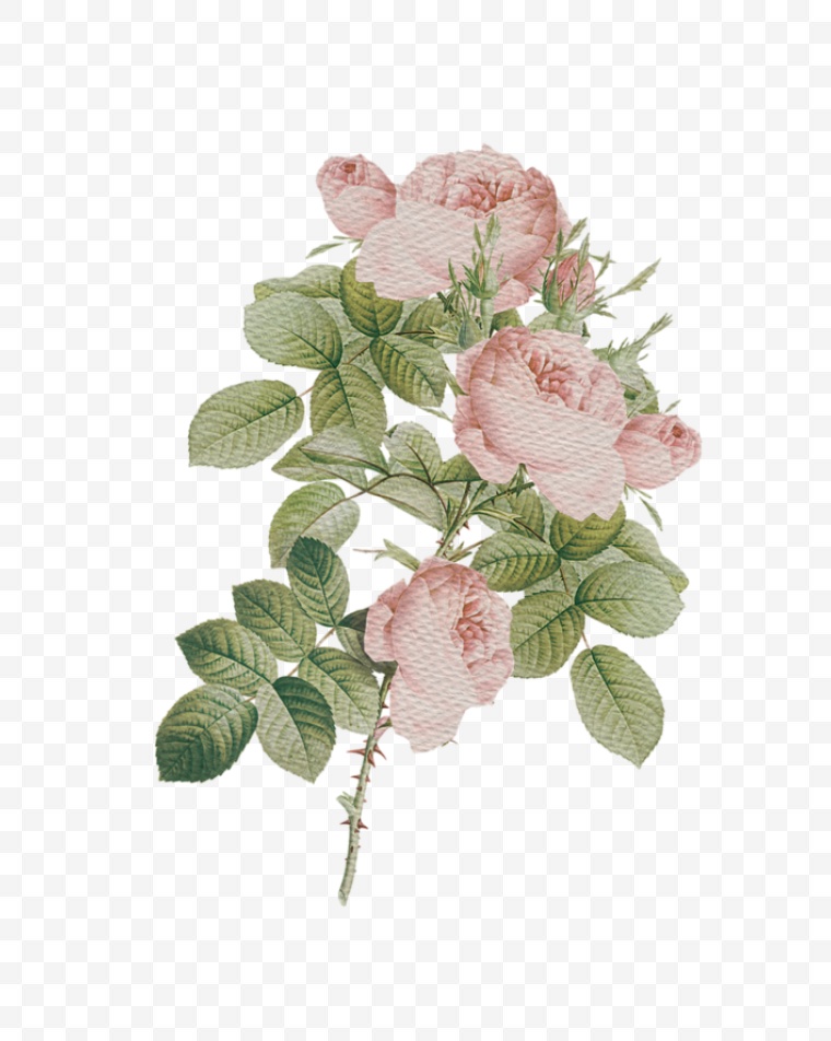 花 粉色花朵 粉花 花朵 鲜花 玫瑰 玫瑰花 浪漫 