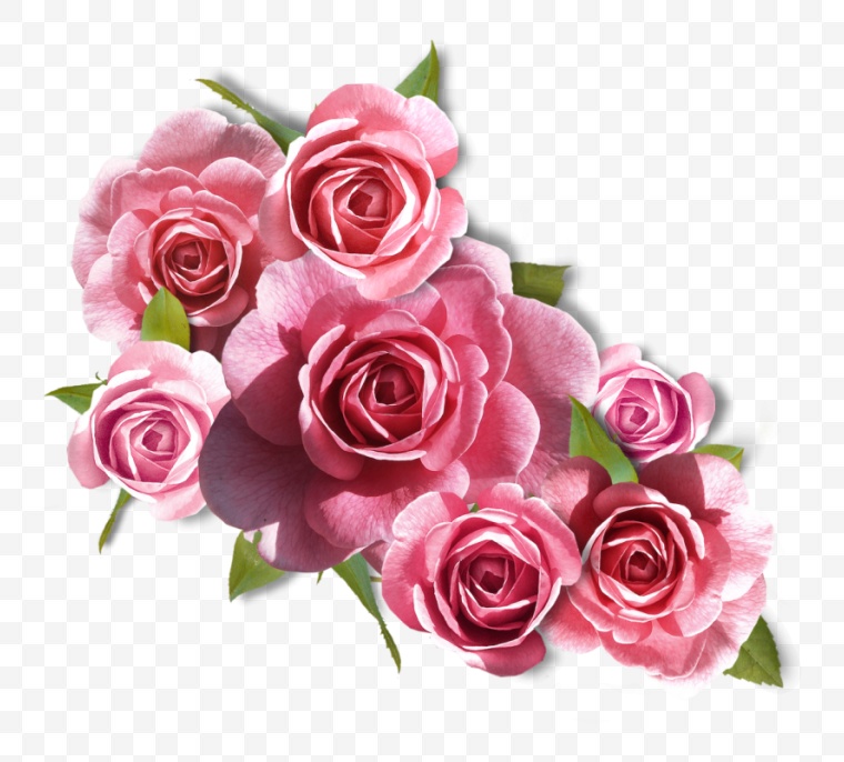 花 粉色花朵 粉花 花朵 鲜花 玫瑰 玫瑰花 浪漫 