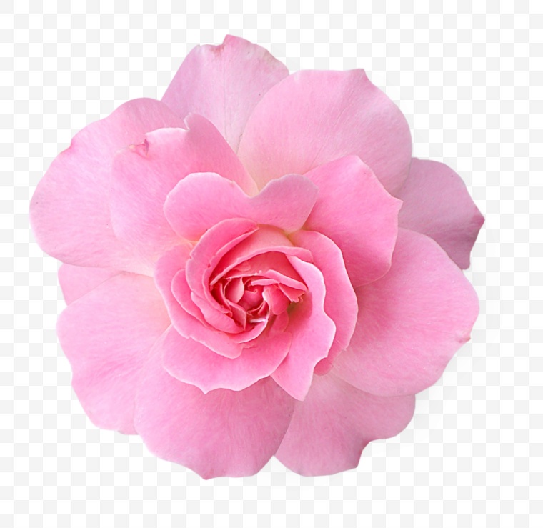 花 粉色花朵 粉花 花朵 鲜花 玫瑰 玫瑰花 浪漫 情人节 