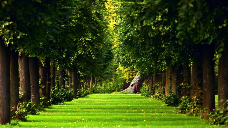 绿色草地 绿色 绿色环保 清新 清新背景 树林 自然风光 自然 美景 
