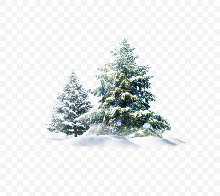 圣诞节雪树 圣诞节 雪树 冬天 冬季 冬天的树 圣诞 