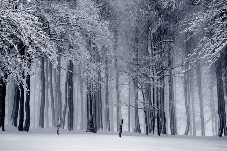 雪 下雪 雪地 冬天 冬季 树林 雪景 